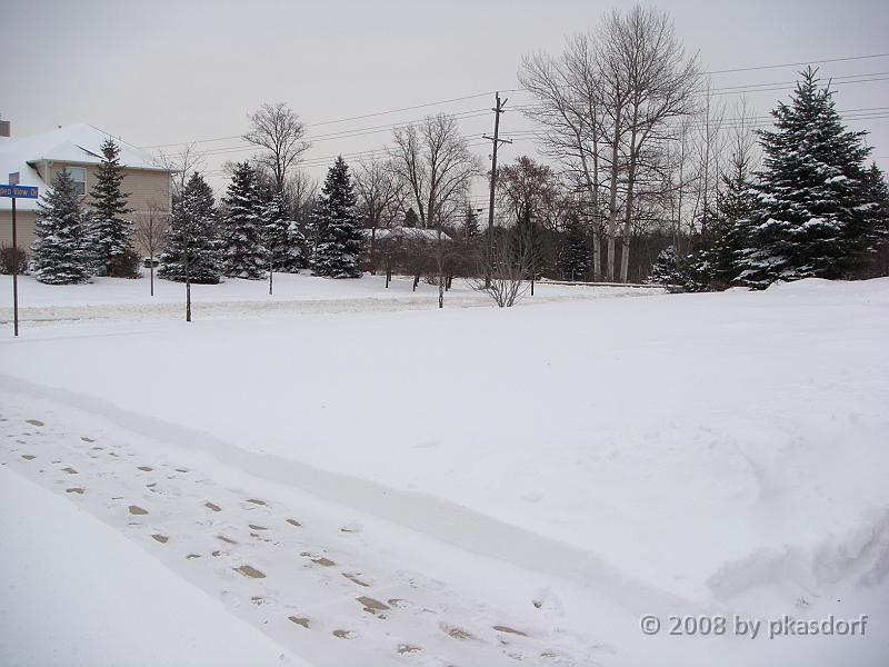 006 A2 Snowfall & Trees [2008 Dec 20].JPG - Digging out after a big snowfall in Ann Arbor, Michigan.